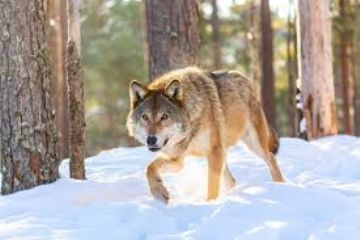 Segnalazioni dei Lupi